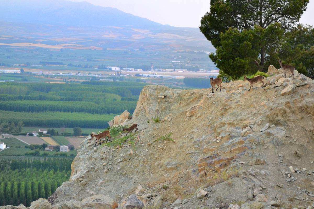 cabras-montesas-sierra-elvira-06