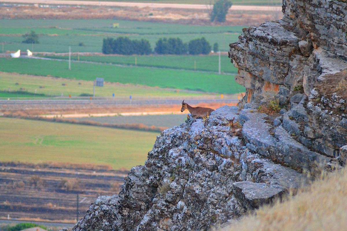 cabras-montesas-sierra-elvira-07
