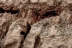 carcavasdemarchal9