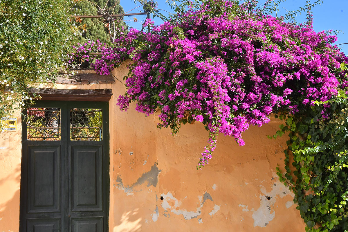 carmencipresesbuganvilla3