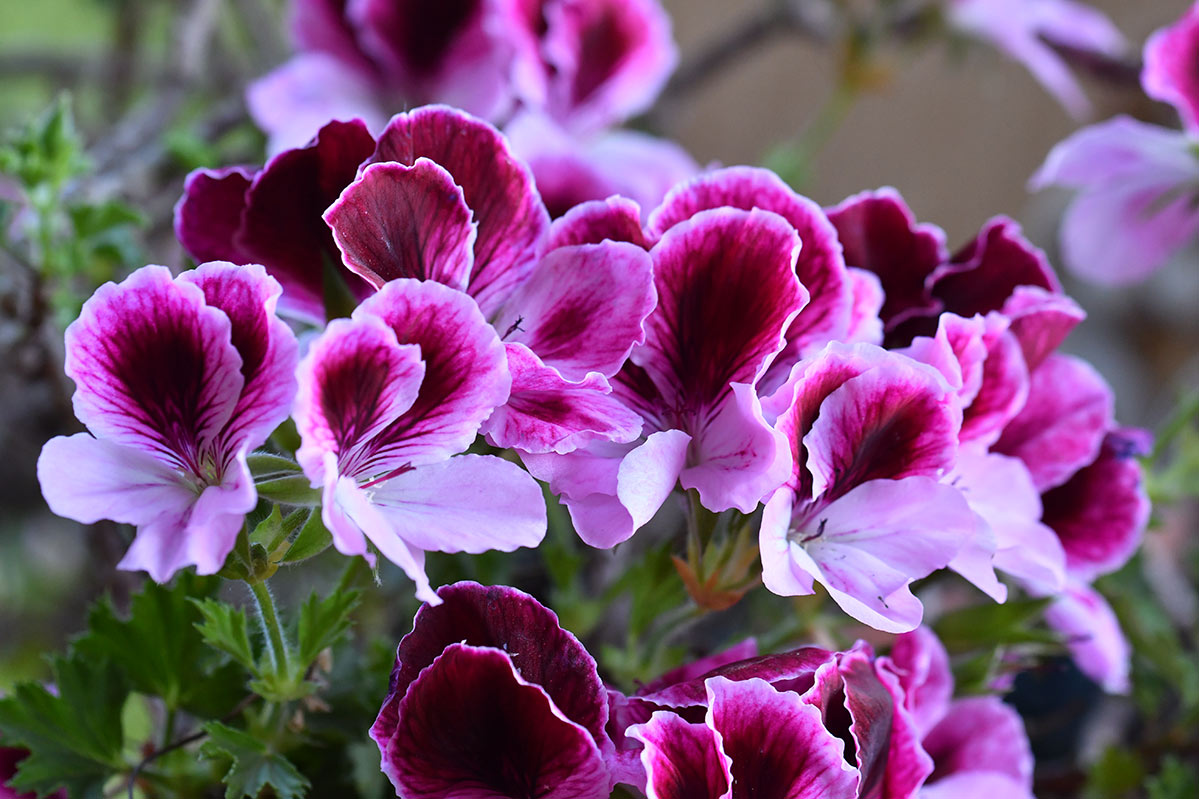 pelargonium