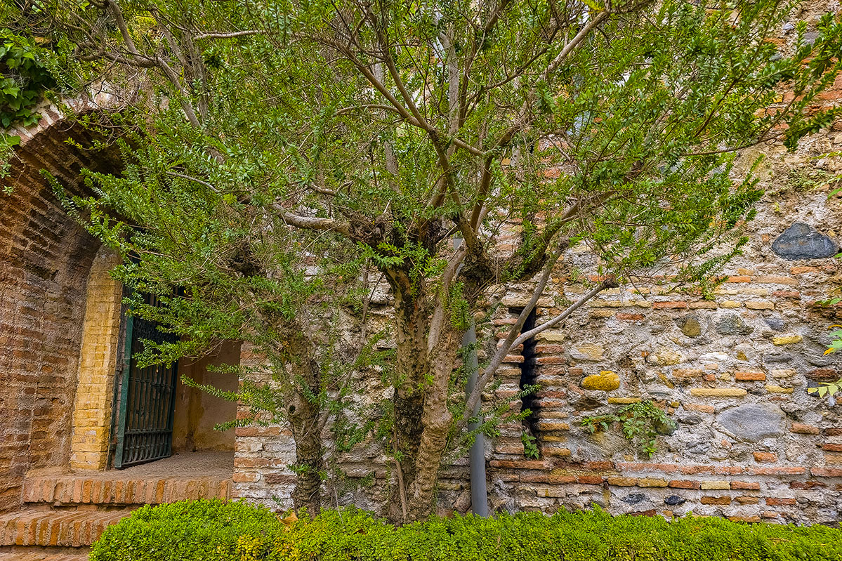 carmenmanueldefalla07