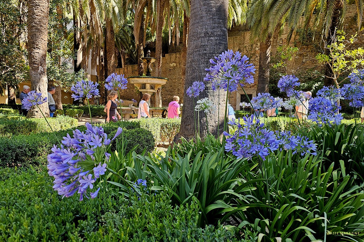 Agapanthus - Jardín de las Palmeras- Carmen de los Mártires