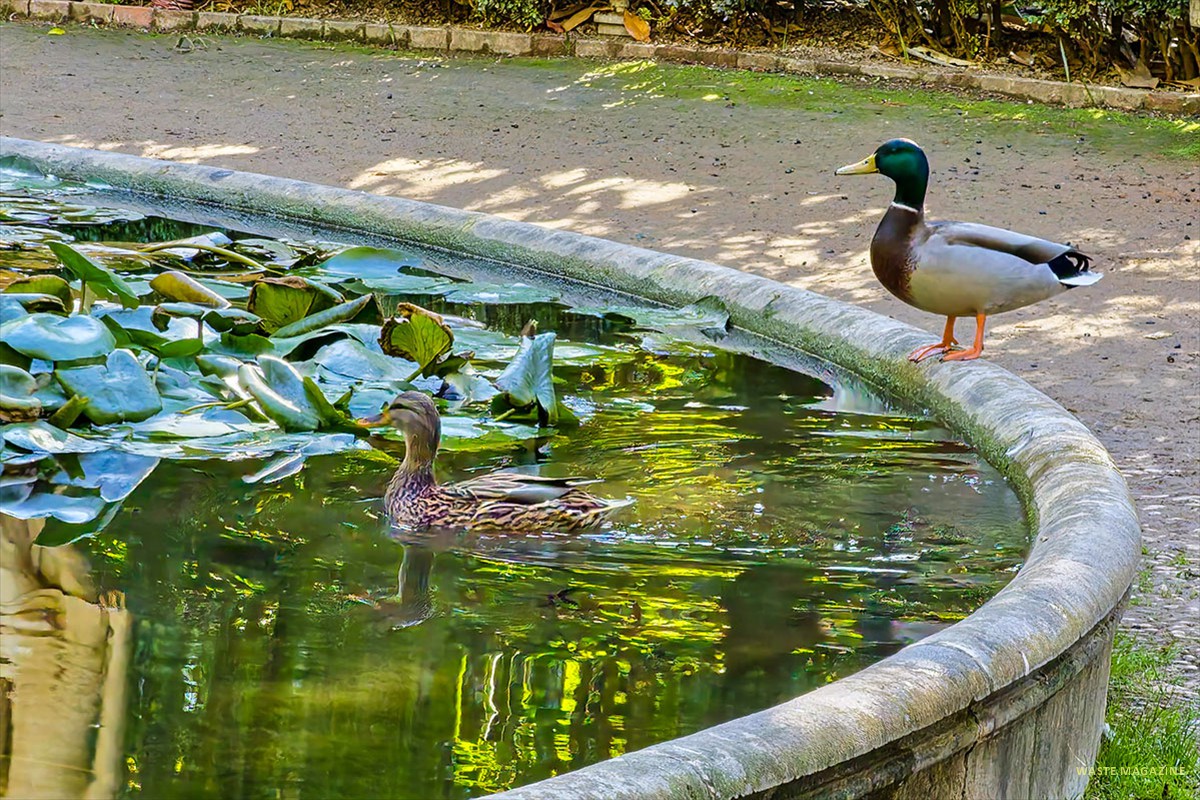 Anade azulún (ánade real) en la fuente del parterre - Carmen de los Mártires
