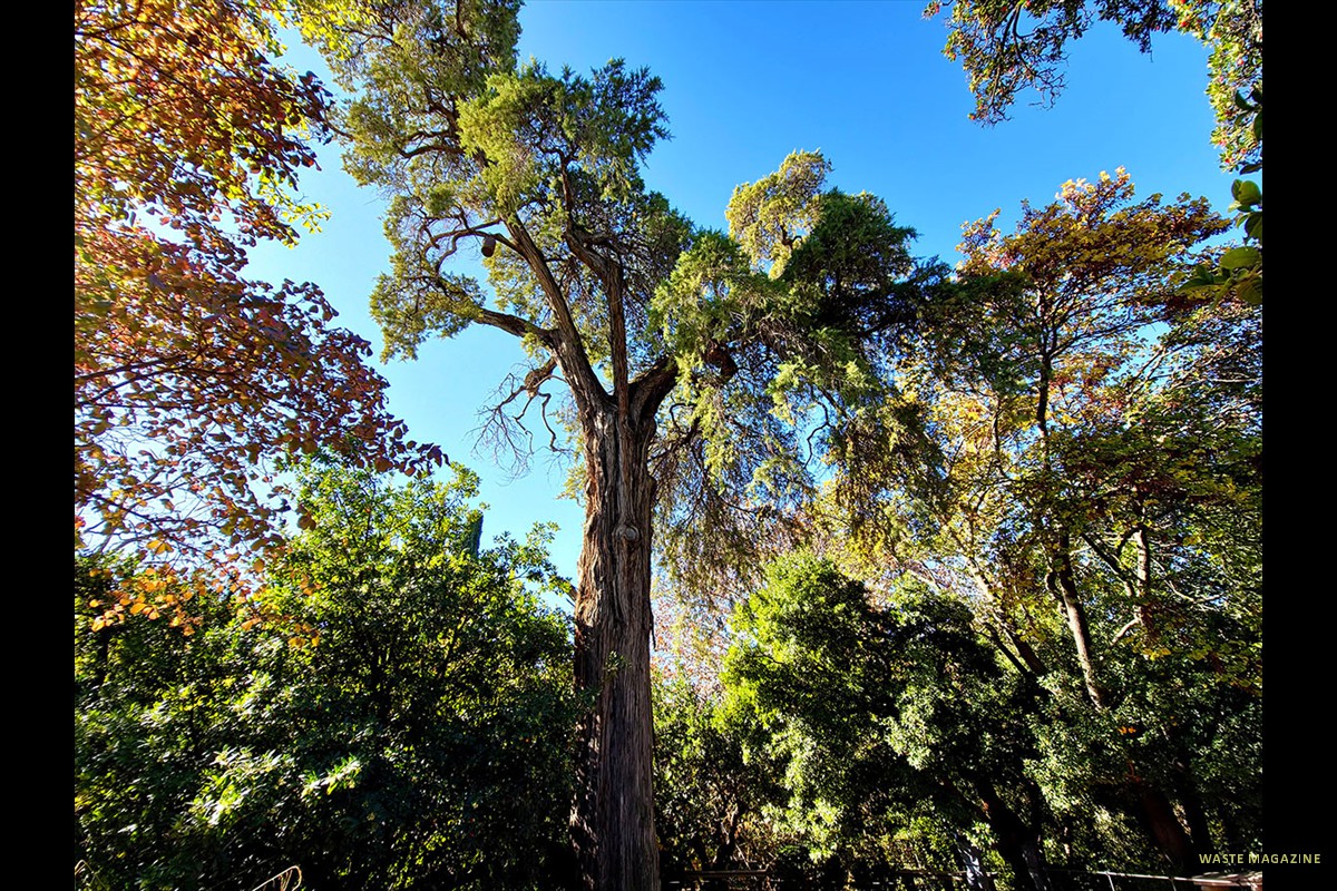 Árbol de San Juan de la Cruz - Carmen de los Mártires