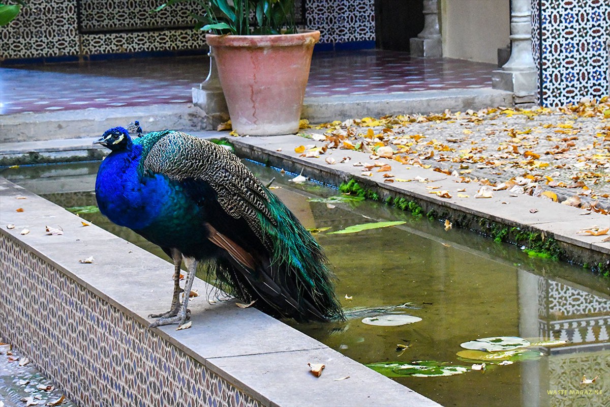 Pavo real - Carmen de los Mártires