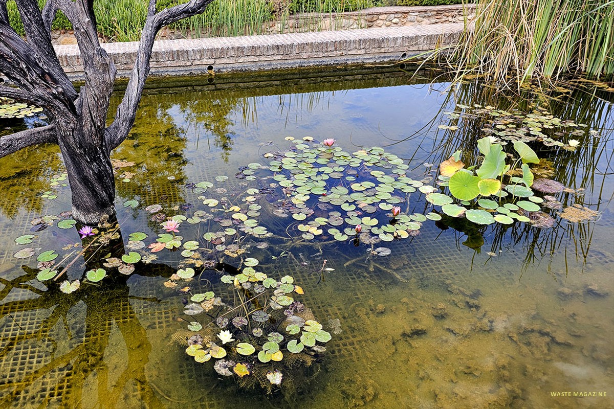 Nenúfares y flor de loto en la alberca del Secanillo - Carmen de los Mártires