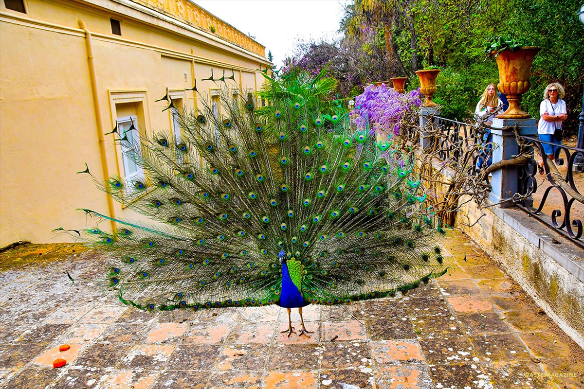 Pavo real - Carmen de los Mártires