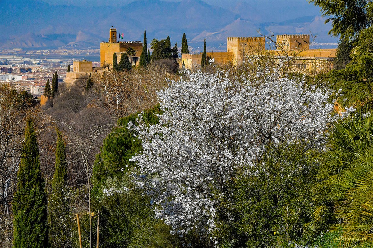 Almendros en los huertos altos  -  Carmen de los Mártires