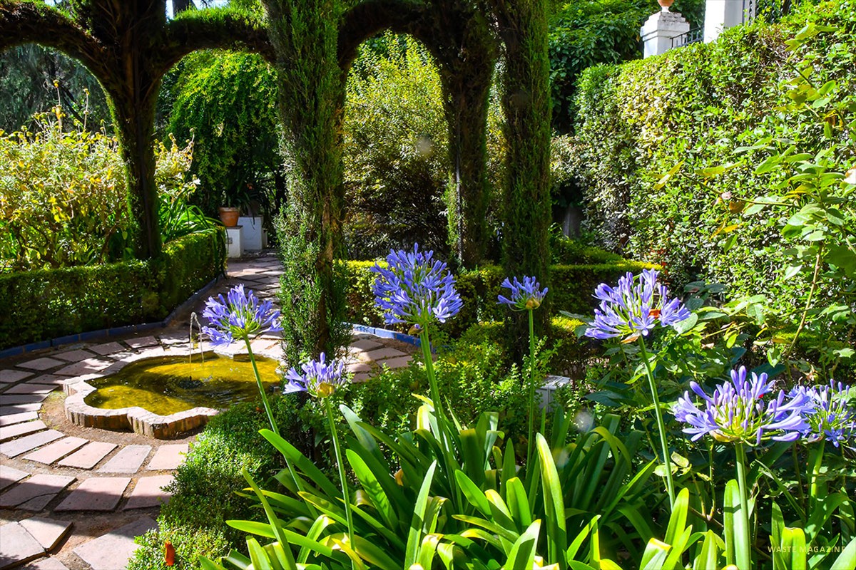 agapanthus-victoria57