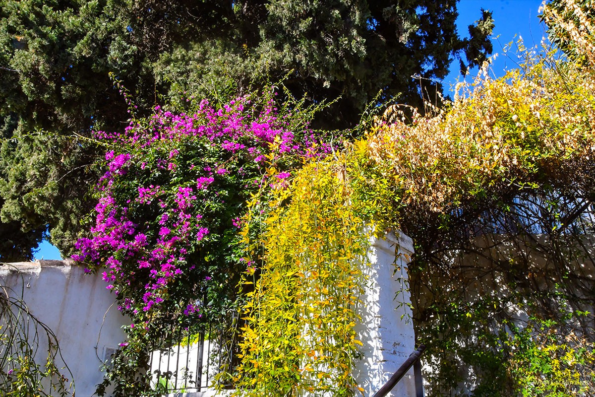 bouganvilla-spectabilis16