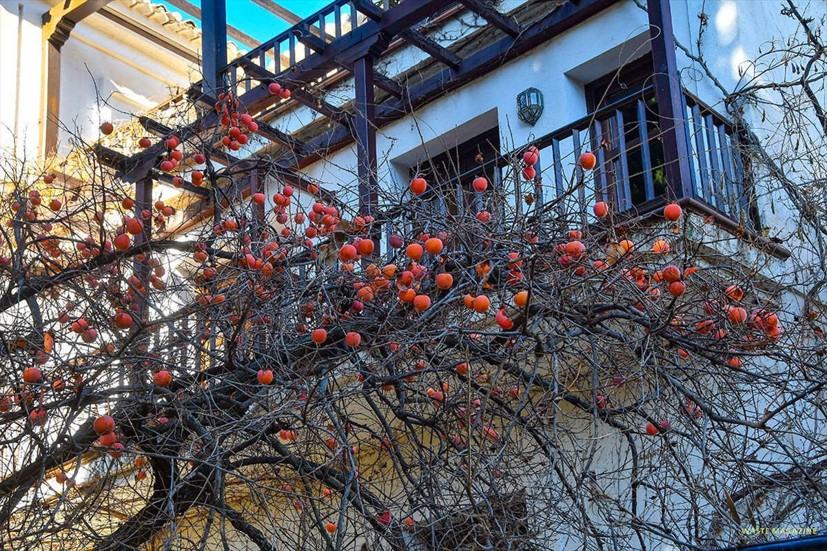 caqui-carmen-victoria