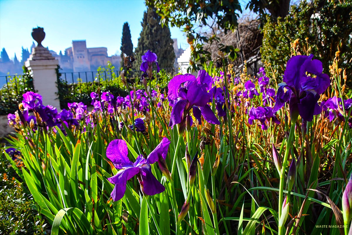 iris-germanica76