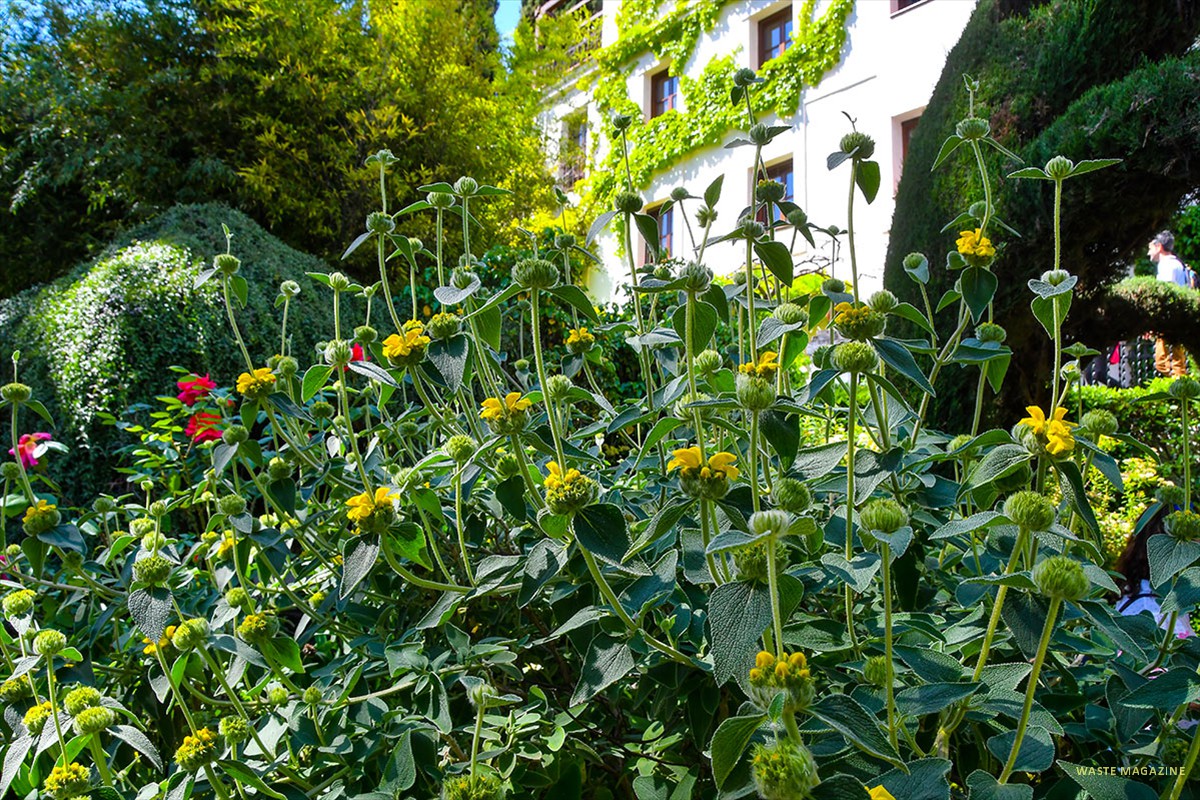 phlomis-fruticosa42