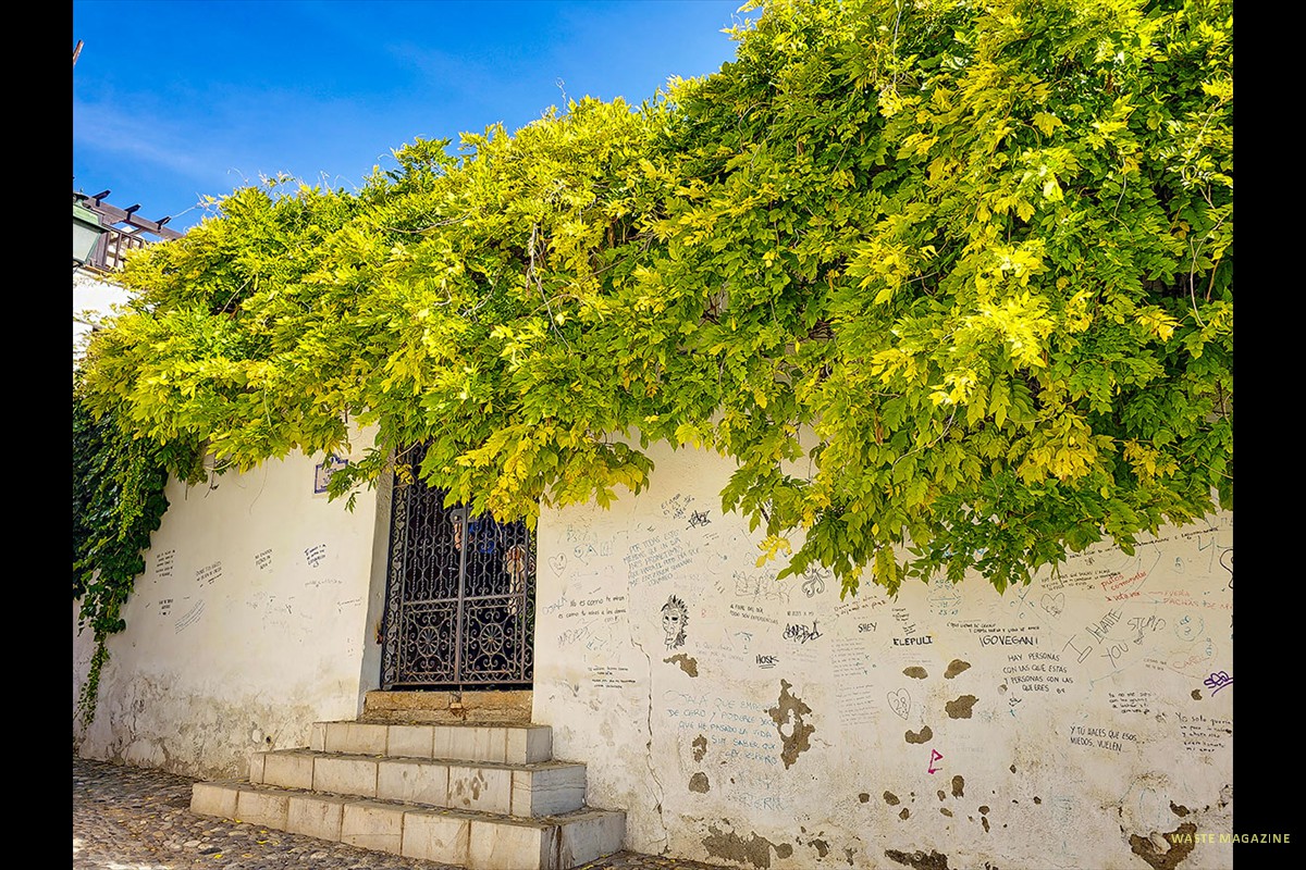 Wisteria-sinensis-Carmen-Victoria-248
