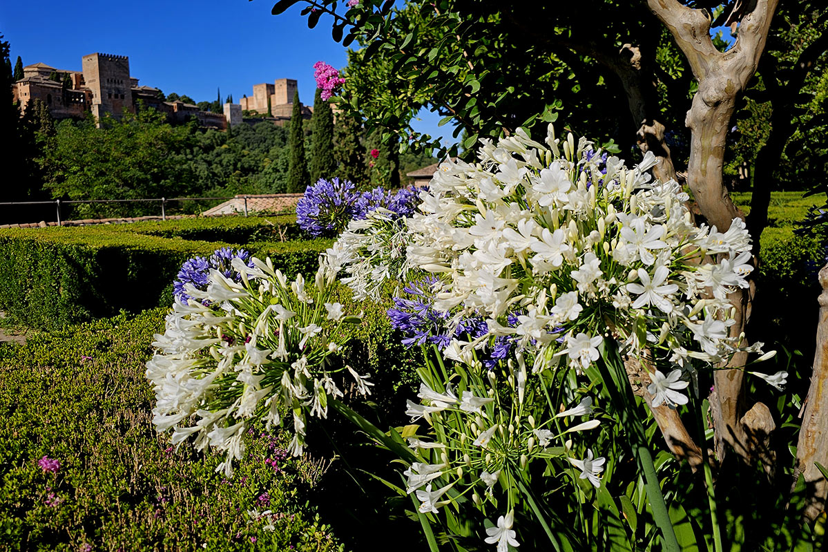 agapanthus