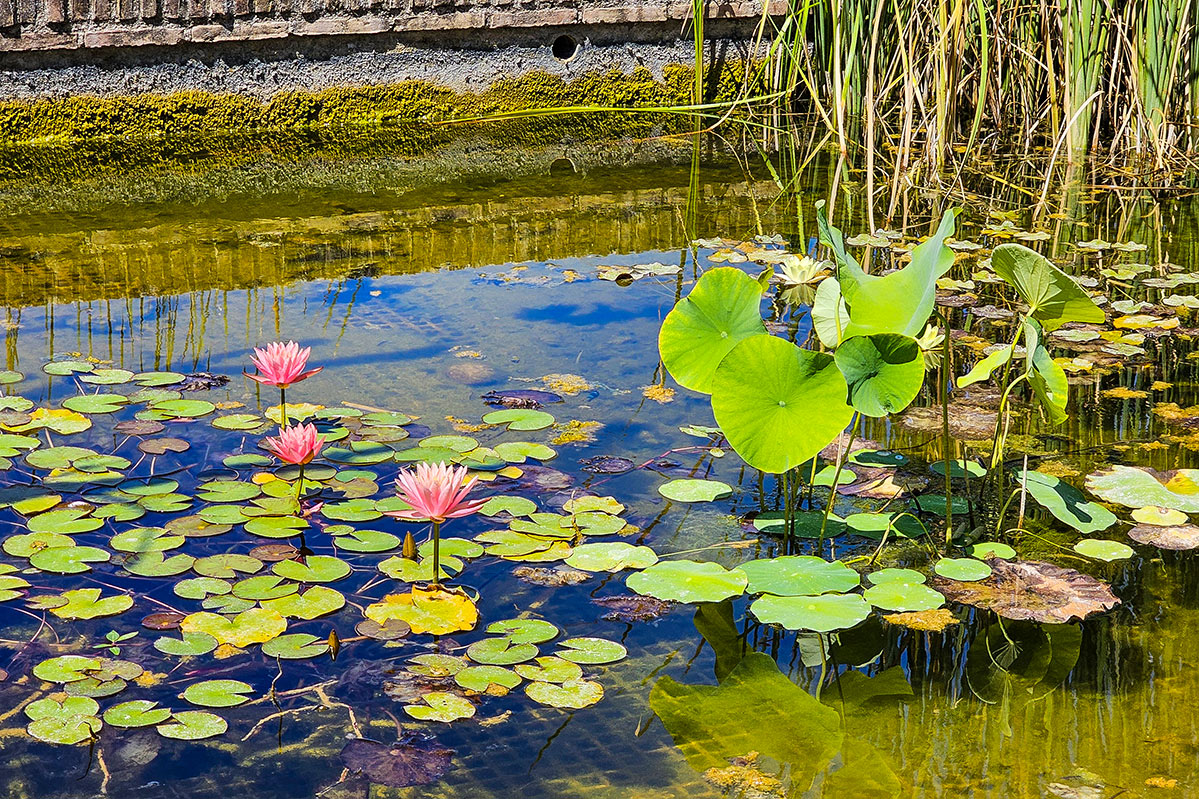 nelumbonucifera2