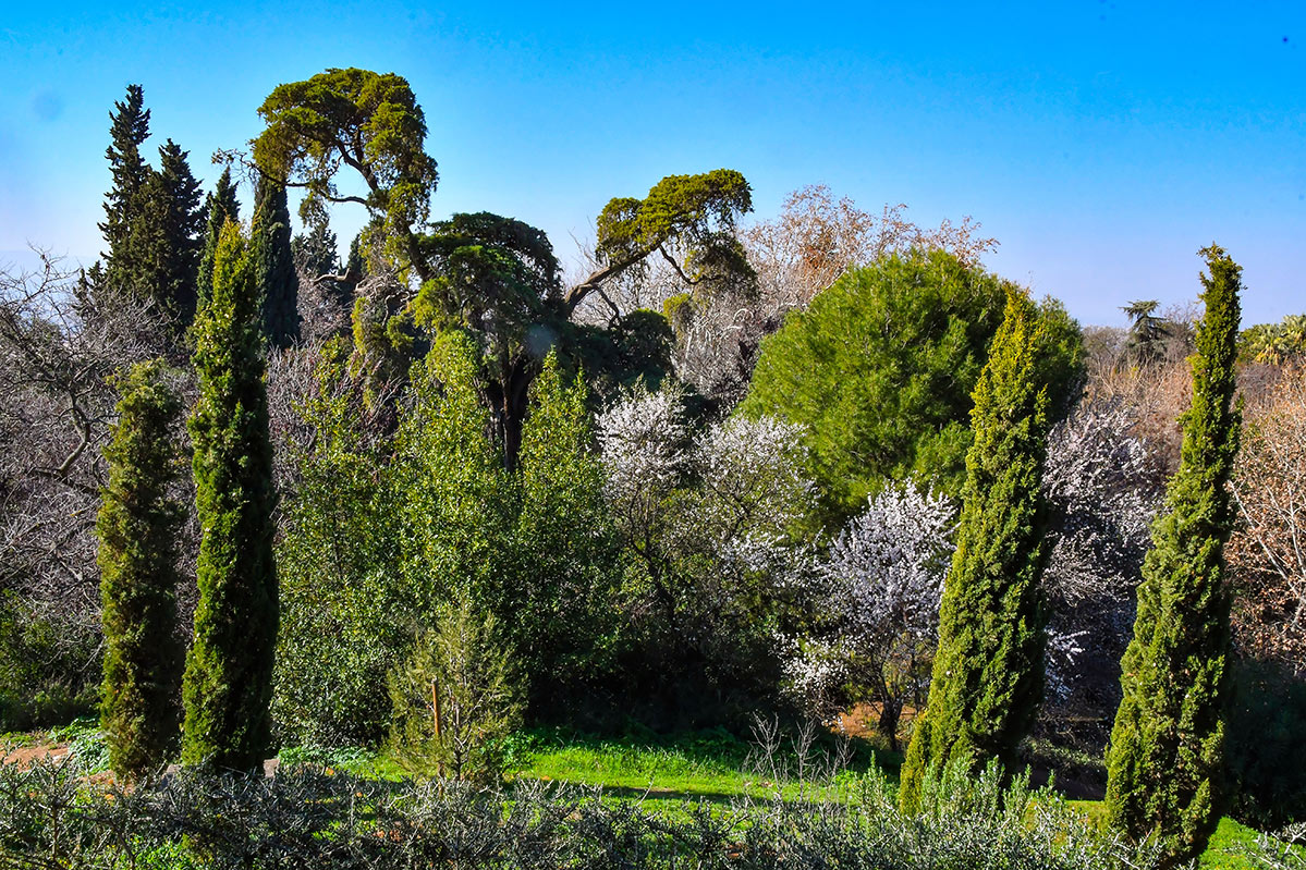 prunus-dulcis-almendro--carmen-martires199