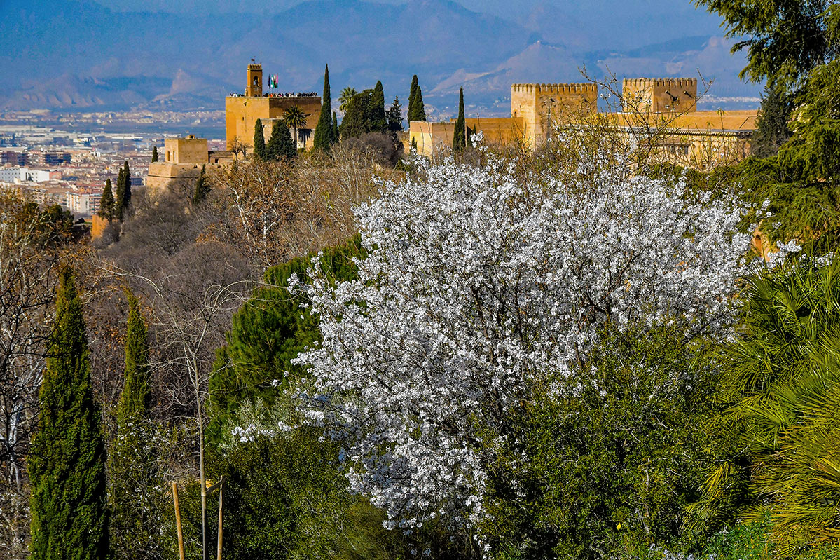 prunus-dulcis-almendro--carmen-martires209