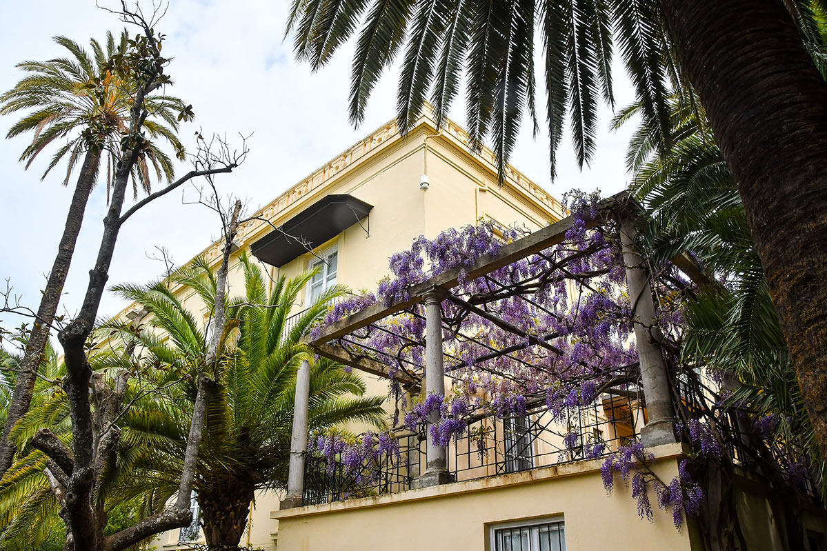 wisteria-martires49