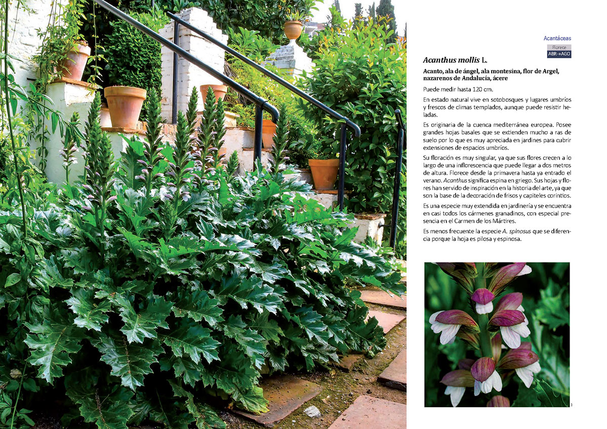 floradeloscarmenespagina080