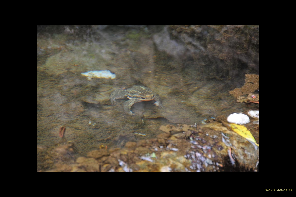 bufospinosus1