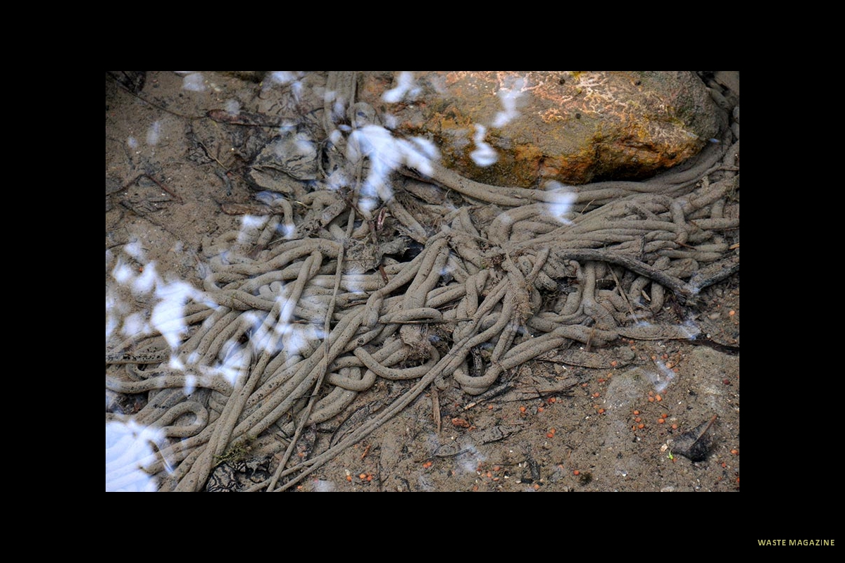 bufospinosus-huevos2