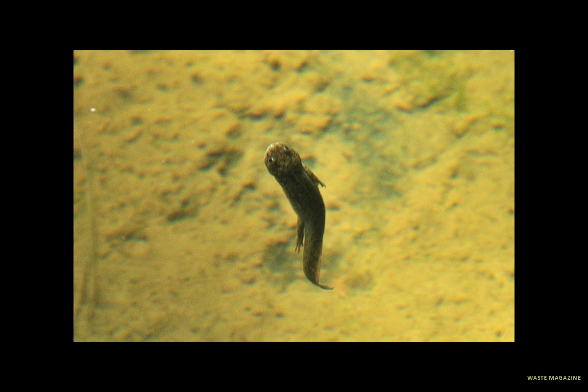 pleurodeleswaltl28