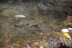 bufospinosus1