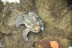 bufospinosus20