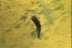 pleurodeleswaltl28