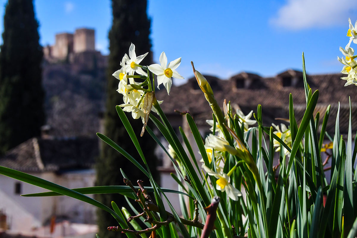narcissuscasachapiz452