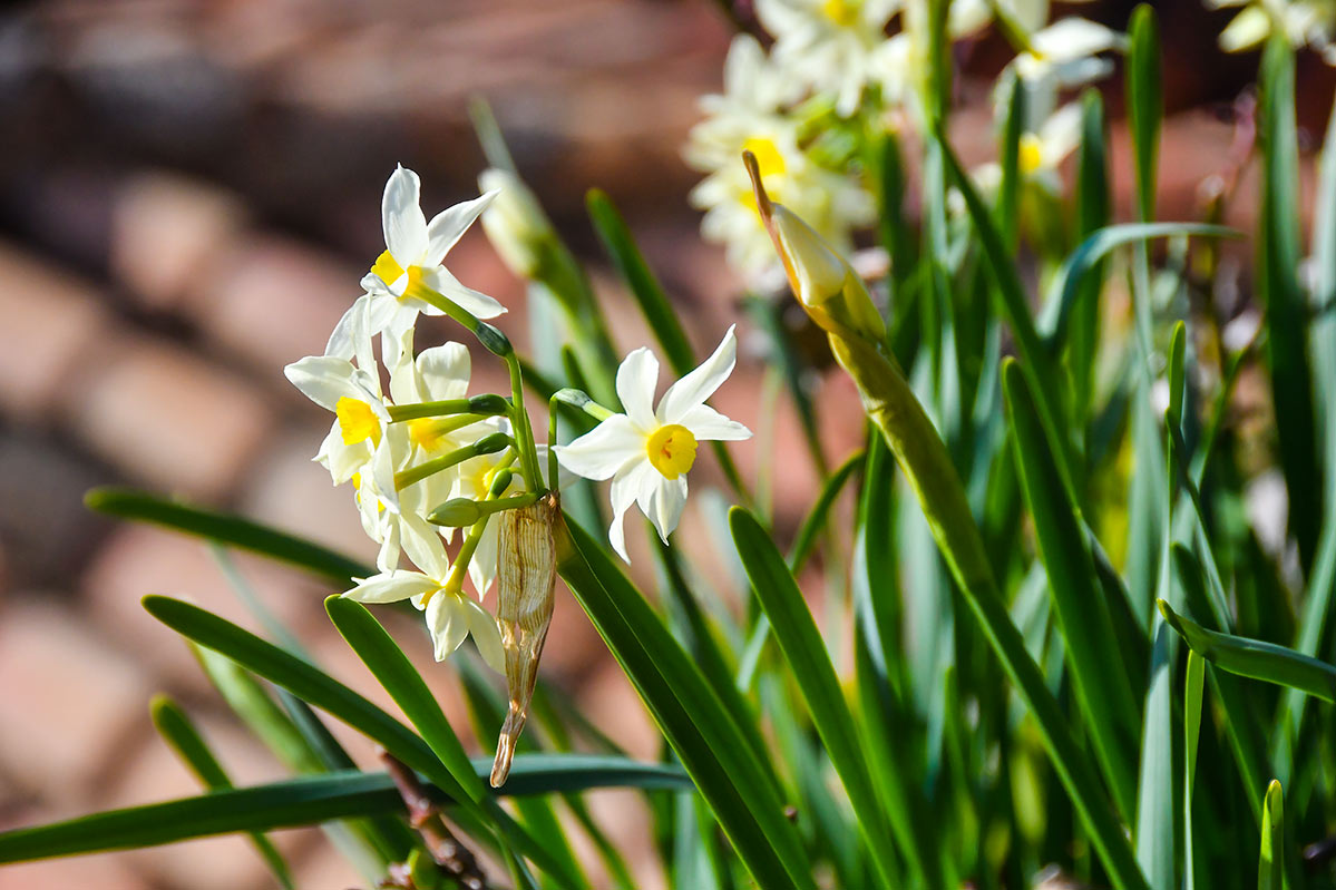 narcissuscasachapiz453