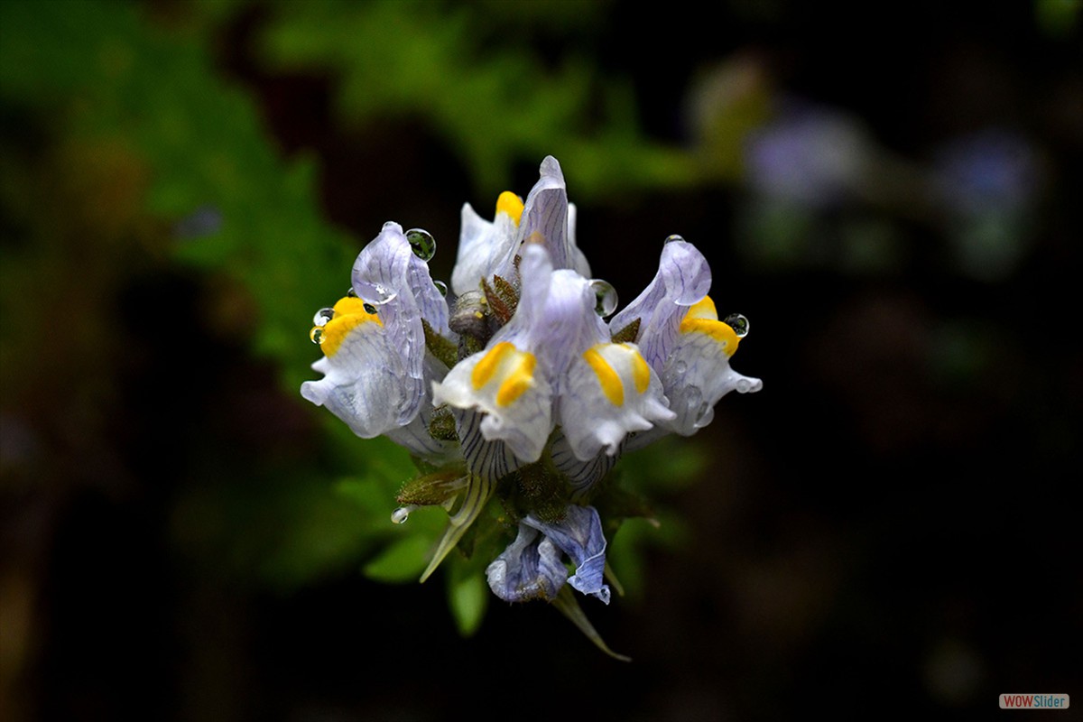 linaria_verticillata_lilacina41