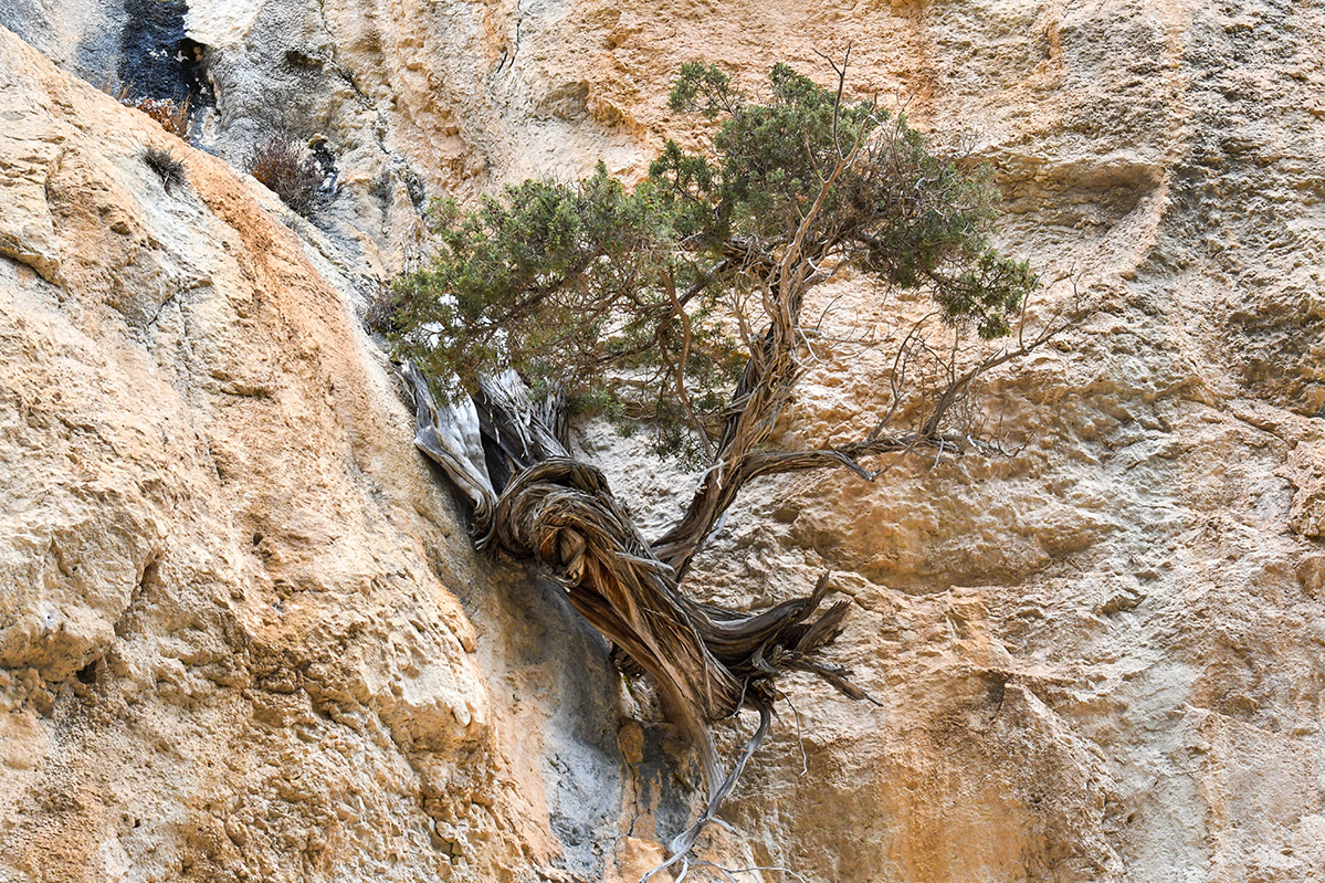 Cazorla-Cerrada-Utrero19