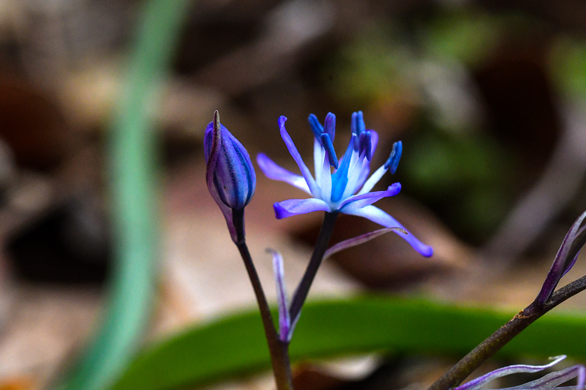 jacinto de Cazorla (Hyacinthoides reverchonii) jacinto de Cazorla (Hyacinthoides reverchonii)