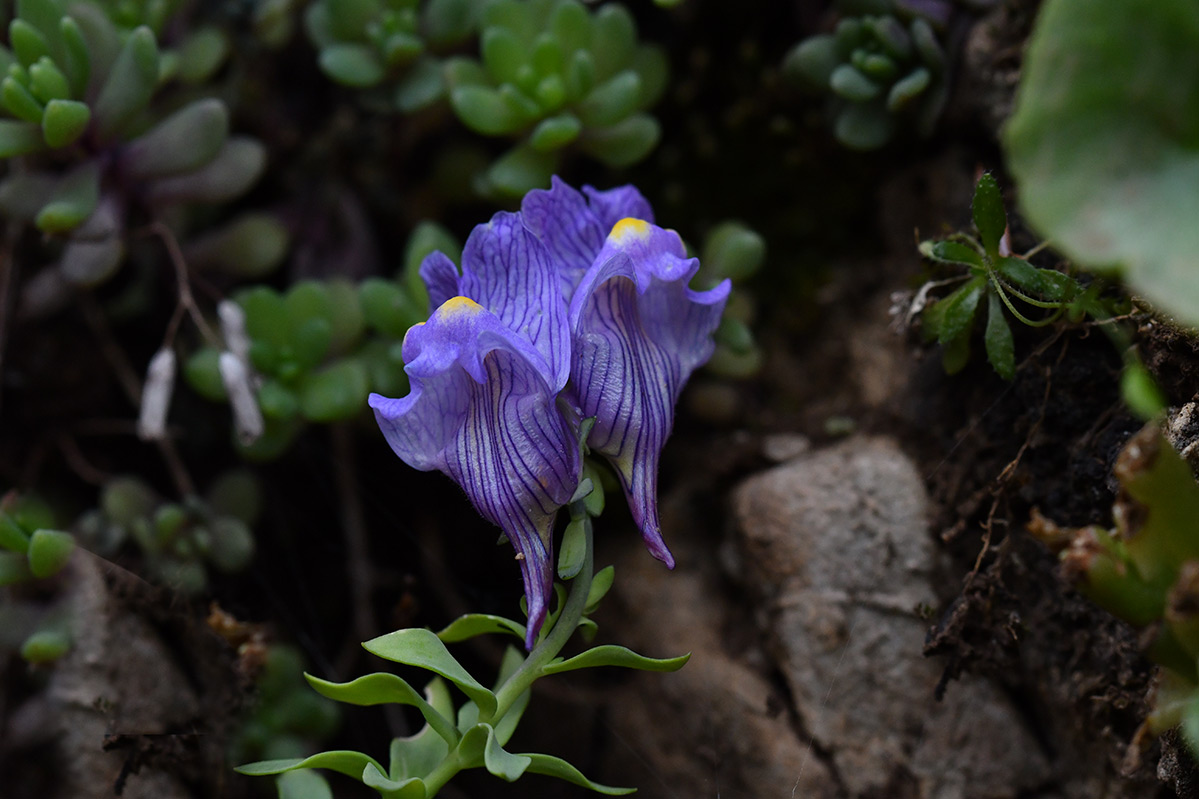 Linaria-verticillata-cuartanensis2
