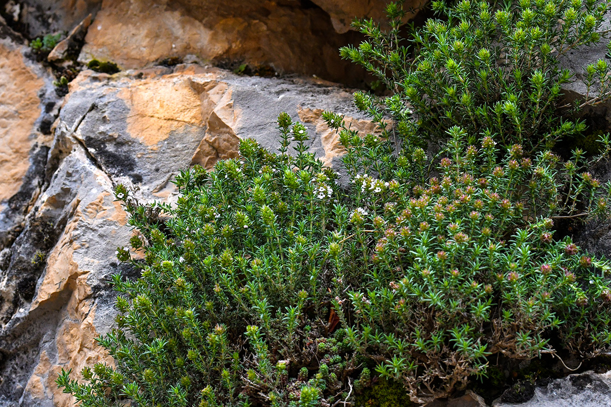 thymus