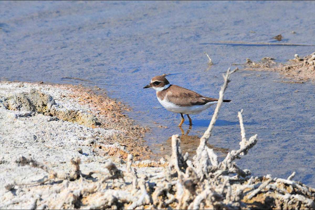 charadrius-alexandrinus-06