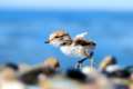 Polluelo, Charadrius alexandrinus, Carchuna - Foto: Juan Pérez