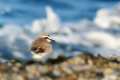 charadrius-alexandrinus foto Juan Pérez