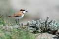 charadrius-alexandrinus-10