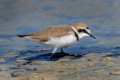 charadrius-alexandrinus-11