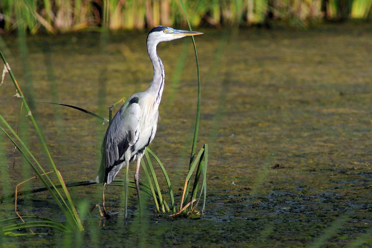 Ardea cinerea, garza real