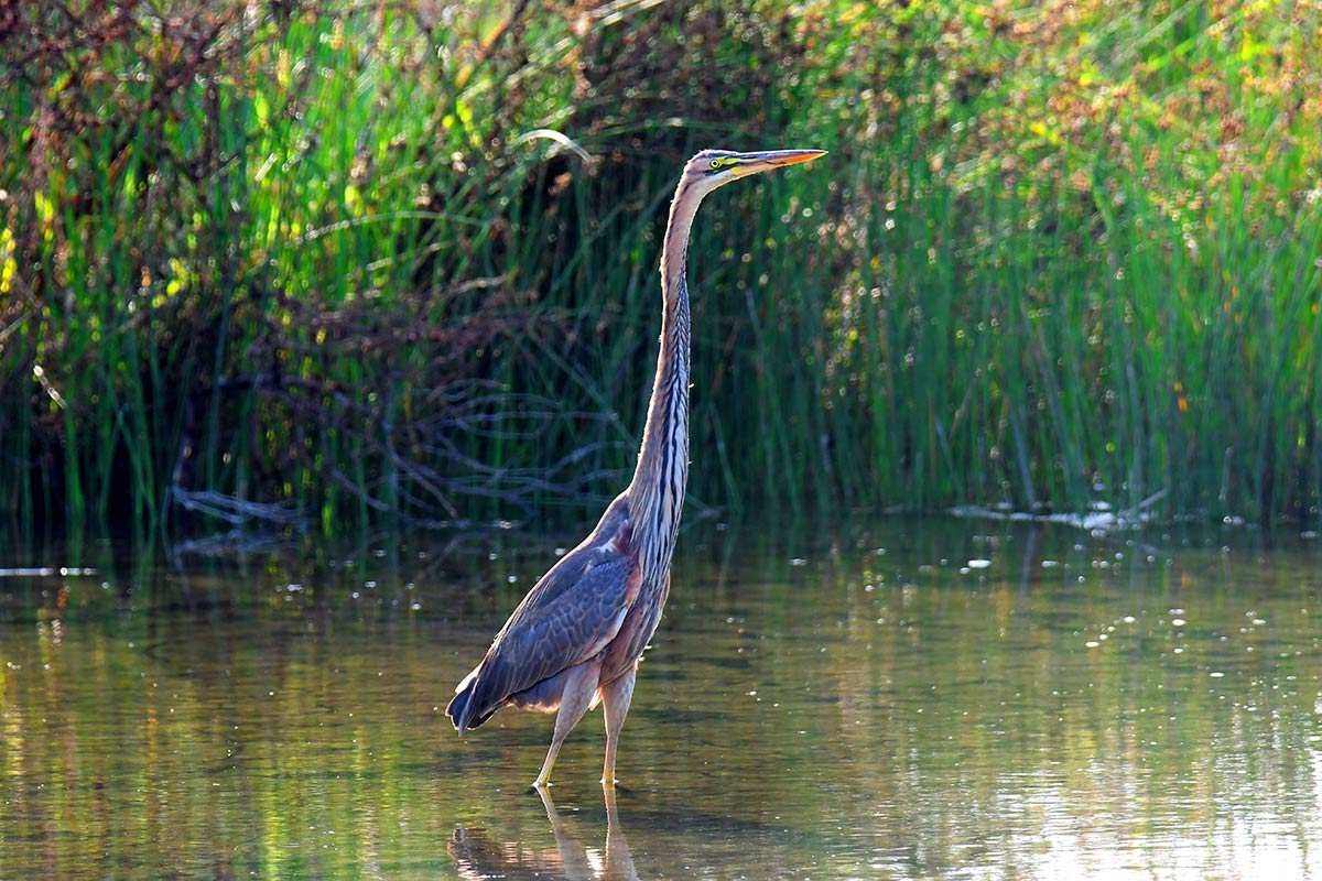 Ardea purpurea, garza imperial