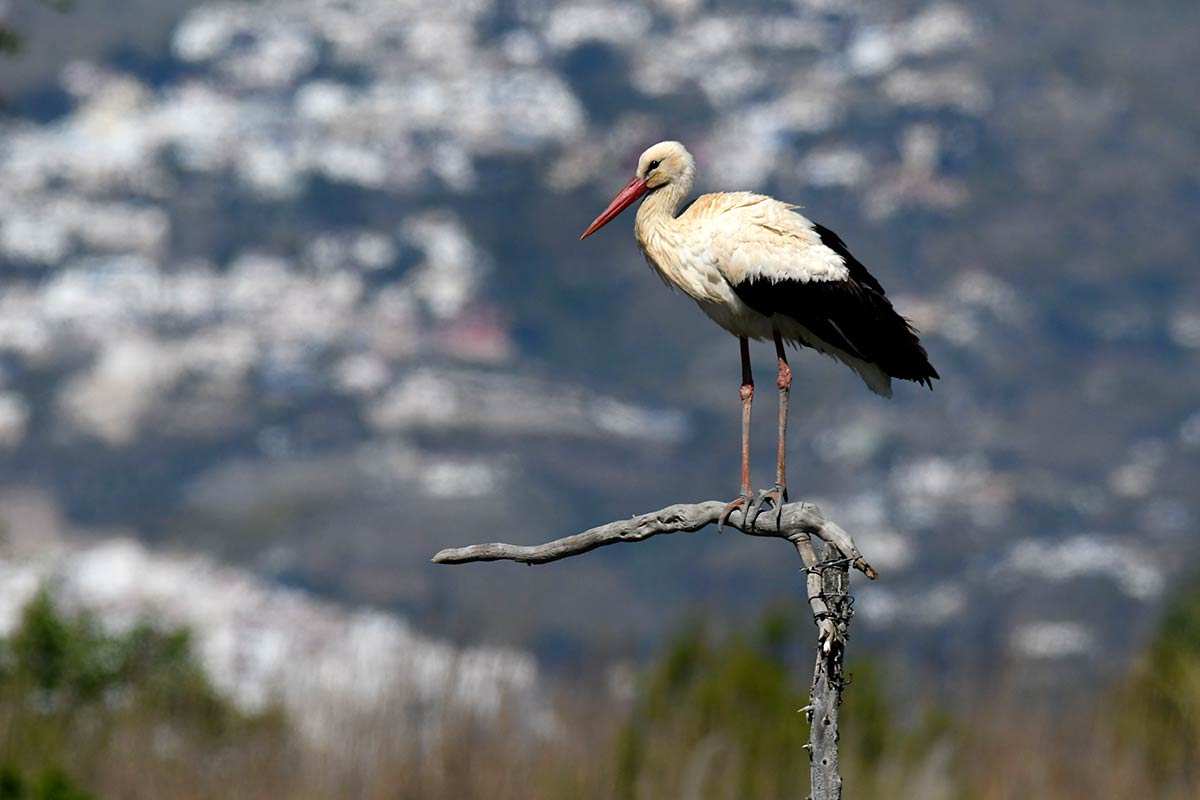 Ciconia ciconia, Cigüeña