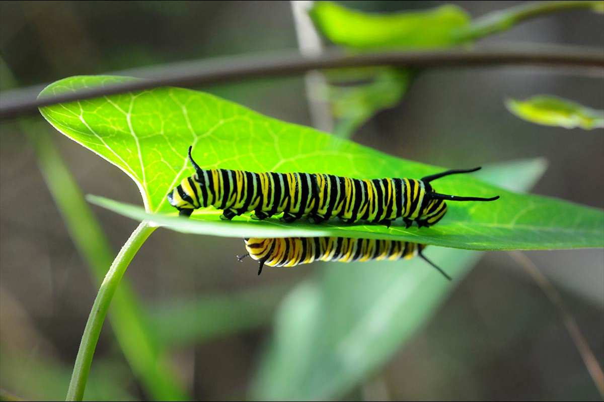 Danaus plexippus, oruga de mariposa Monarca