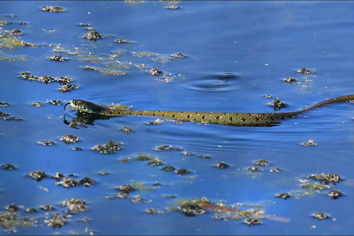 Natrix natrix
