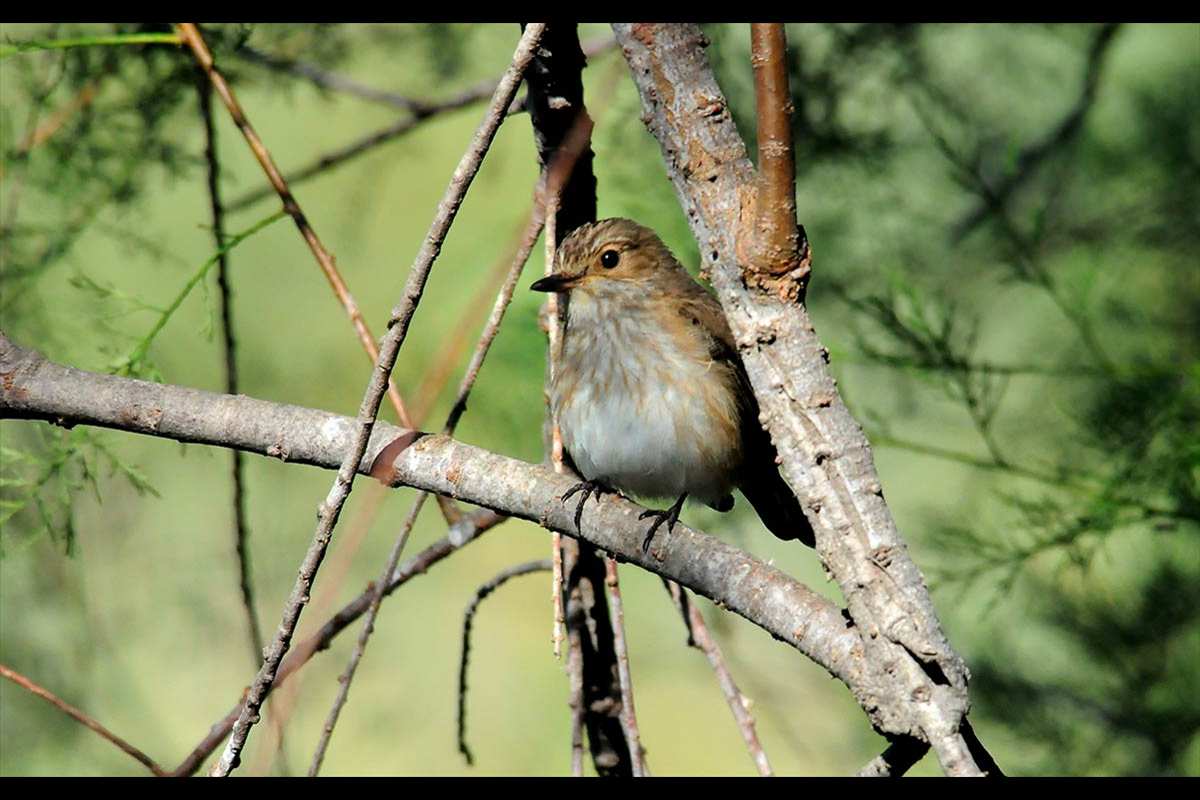 Muscicapa striata, papmoscas gris