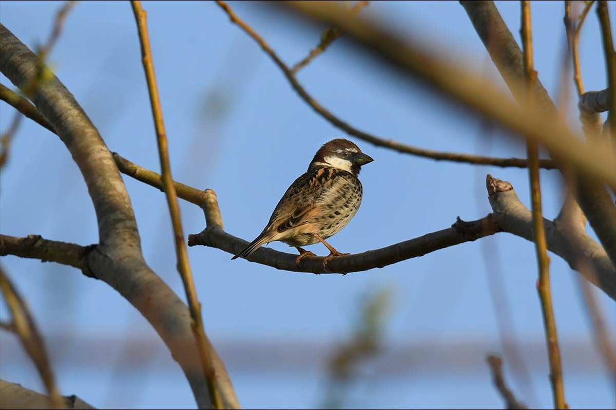 Passer hispaniolensis, gorrión moruno